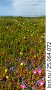 Pink and white flowers (Carpobrotus) on shore. Стоковое фото, фотограф Юрий Брыкайло / Фотобанк Лори