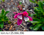 Бабочка Голубянка эвмедон (Aricia eumedon) на цветке рододендрона камчатского (Rhododendron camtschaticum) Стоковое фото, фотограф Владимир Зыков / Фотобанк Лори