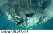 Underwater view of Synchronized Swimming. Стоковое видео, видеограф Некрасов Андрей / Фотобанк Лори