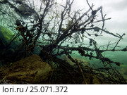 Flooded tree under ice in frozen lake, icedivind , Alexandrovsky like, Ukraine. Стоковое фото, фотограф Некрасов Андрей / Фотобанк Лори