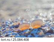 Seashell on the summer beach. Стоковое фото, фотограф Анна Костенко / Фотобанк Лори