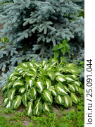 Хоста (Функия) волнистая (Hosta undulata (Otto et Dietr. (Bailey)), сорт "Univittata" на фоне голубой канадской ели. Стоковое фото, фотограф Ирина Борсученко / Фотобанк Лори