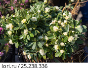 Волчеягодник сборный (Дафна) (Daphne glomerata) на рынке Белграда. Сербия. Стоковое фото, фотограф Охотникова Екатерина *Фототуристы* / Фотобанк Лори