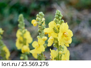 Yellow Verbascum flower. Стоковое фото, фотограф Elena Odareeva / Фотобанк Лори