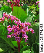 Бадан толстолистный, или Бергения (лат. Bergenia) Стоковое фото, фотограф lana1501 / Фотобанк Лори