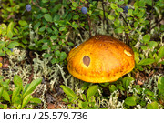 Mushrooms in forest on green grass. Стоковое фото, фотограф Оксана Владимировна Грачева / Фотобанк Лори