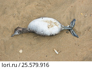Мертвая птица на песочном пляже моря, вид сверху. Стоковое фото, фотограф Иванов Алексей / Фотобанк Лори