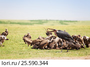 African marabou feeding among the vultures flock. Стоковое фото, фотограф Сергей Новиков / Фотобанк Лори