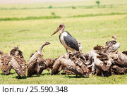 African marabou in the middle of vultures flock. Стоковое фото, фотограф Сергей Новиков / Фотобанк Лори