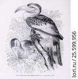 Токъ (Rhynchaceros erythrorhynchus) - рисунок из книги А. Брэма "Жизнь животных" 1896 г. Стоковая иллюстрация, иллюстратор Вера Смолянинова / Фотобанк Лори