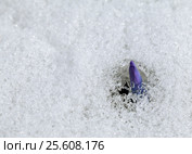 Crocus flower in the snow. Стоковое фото, фотограф Надежда Болотина / Фотобанк Лори