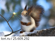 Белка обыкновенная, или векша (лат. Sciurus vulgaris). Зверек сидит на ветвях кедра, Ямало-Ненецкий автономный округ. Стоковое фото, фотограф Григорий Писоцкий / Фотобанк Лори
