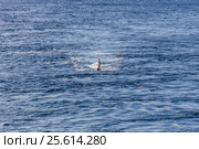 Буксировка пневматических пушек для морских сейсмических исследований. Стоковое фото, фотограф Алексей Шматков / Фотобанк Лори