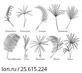 Palm leaves set. Isolated on white. Стоковая иллюстрация, иллюстратор Irene Shumay / Фотобанк Лори