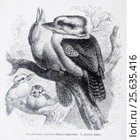 Гигантская алциона (Halcyon giganteus) - рисунок из книги А. Брэма "Жизнь животных" 1896 г. Стоковая иллюстрация, иллюстратор Вера Смолянинова / Фотобанк Лори