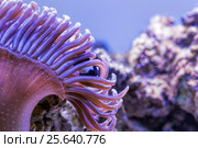 Морской риф - фиолетовая актиния и рыбы-клоуны Amphiprion ocellaris. Стоковое фото, фотограф Евгений Ткачёв / Фотобанк Лори