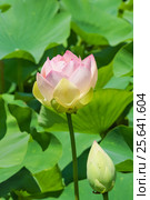 Лотос орехоносный (лат. Nelumbo nucifera) — вид многолетних травянистых земноводных растений из рода Лотос - в Краснодарском крае. Цветок и бутон. Стоковое фото, фотограф Наталья Гармашева / Фотобанк Лори