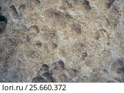 The cavernous globigerina limestone injured by the severe weathering, Malta (2015 год). Стоковое фото, фотограф Сергей Пристяжнюк (Serg Zastavkin) / Фотобанк Лори