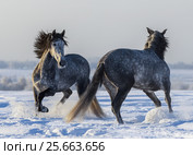 Две серых лошади играют в поле друг с другом. Стоковое фото, фотограф Абрамова Ксения / Фотобанк Лори