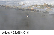 Оляпка на берегу реки Катунь на Алтае / Bird white-throated dipper Cinclus cinclus in water of Altai river Katun in winter time. Стоковое видео, видеограф Сергей Пристяжнюк (Serg Zastavkin) / Фотобанк Лори