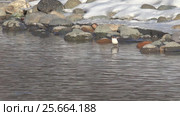 Оляпка на берегу реки Катунь на Алтае / Bird white-throated dipper Cinclus cinclus in water of Altai river Katun in winter time. Стоковое видео, видеограф Сергей Пристяжнюк (Serg Zastavkin) / Фотобанк Лори