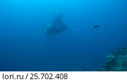 Two Giant oceanic manta ray - Manta birostris, Floats in blue water over a coral reef, Oceania, Indonesia, Southeast Asia. Стоковое видео, видеограф Некрасов Андрей / Фотобанк Лори