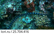 Black-banded Sea Krait or blue-lipped sea krait - Laticauda laticaudata, swims by coral reef, Oceania, Indonesia, Southeast Asia. Стоковое видео, видеограф Некрасов Андрей / Фотобанк Лори