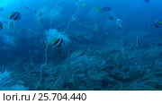 School of fish, Schooling bannerfish or false moorish idol - Heniochus diphreutes swimm in blue water over coral reef, Oceania, Indonesia, Southeast Asia. Стоковое видео, видеограф Некрасов Андрей / Фотобанк Лори