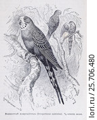 Волнистый попугайчикъ  (Melopsittacus undulatus)  -  рисунок из книги А. Брэма "Жизнь животных" 1896 г. Стоковая иллюстрация, иллюстратор Вера Смолянинова / Фотобанк Лори