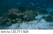 School of fish, Flame-colored Snapper - Lutjanus fulvus, Oceania, Indonesia, Southeast Asia. Стоковое видео, видеограф Некрасов Андрей / Фотобанк Лори
