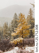 Snow is falling in the forest. Eastern Sayan mountains. Стоковое фото, фотограф Виталий Веревкин / Фотобанк Лори