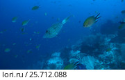 Scrawled filefish, broomtail filefish or scribbled leatherjacket - Aluterus scriptus swim in the blue water, Oceania, Indonesia, Southeast Asia. Стоковое видео, видеограф Некрасов Андрей / Фотобанк Лори