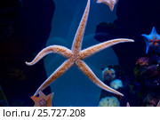 Морская звезда. Стоковое фото, фотограф Галина Савина / Фотобанк Лори