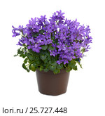 Campanula blue flowers. Стоковое фото, фотограф Владислав Иванцов / Фотобанк Лори