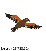 Kea Mountain Parrot nestor notabilis fly. Стоковая иллюстрация, иллюстратор Надежда Ворович / Фотобанк Лори