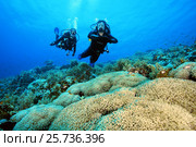 Two scuba divers? man and woman swims near flowerpot coral (Goniopora columna) Red sea, Sharm El Sheikh, Sinai Peninsula, Egypt (2016 год). Редакционное фото, фотограф Некрасов Андрей / Фотобанк Лори