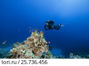 Male scuba diver swimming near coral reef and looks at a shoal of fish sea goldie (Pseudanthias squamipinnis) Red Sea, Egypt. Стоковое фото, фотограф Некрасов Андрей / Фотобанк Лори