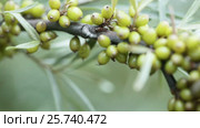 Unripe Seabuckthorn. Стоковое видео, видеограф Потийко Сергей / Фотобанк Лори