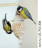 Two great tit (Parus major) feeding on a fat ball. Стоковое фото, фотограф Галина Ермолаева / Фотобанк Лори