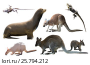 australian animals isolated. Стоковое фото, фотограф Яков Филимонов / Фотобанк Лори