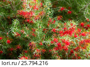 grevillea olivacea thelemannia flowers. Стоковое фото, фотограф Яков Филимонов / Фотобанк Лори