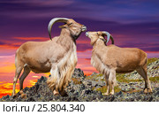 ouple of barbary sheeps in sunset time. Стоковое фото, фотограф Яков Филимонов / Фотобанк Лори