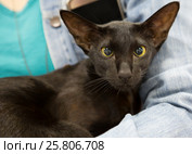 Кошка ориентальная короткошерстная окрас черный. Стоковое фото, фотограф Галина Савина / Фотобанк Лори