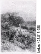 Серая куропатка (Perdix cinerea ) -  рисунок из книги А. Брэма "Жизнь животных" 1896 г. Стоковая иллюстрация, иллюстратор Вера Смолянинова / Фотобанк Лори