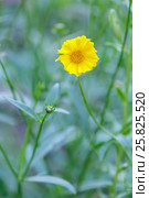 Lonely coreopsis flower (Coreopsis) blossomed in the garden. Стоковое фото, фотограф Олег Белов / Фотобанк Лори