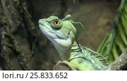 Portpait of plumed basilisk, Basiliscus plumifrons sitting on a branch among leaves. Стоковое видео, видеограф Некрасов Андрей / Фотобанк Лори