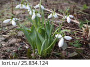 Подснежники - первые цветы. Стоковое фото, фотограф Елена Бородулина / Фотобанк Лори