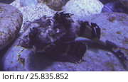 Tentacled flathead in saltwater aquarium stock footage video. Стоковое видео, видеограф Юлия Машкова / Фотобанк Лори