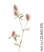 Клевер пашенный, Trifolium arvense, изолированно на белом. Стоковое фото, фотограф Tamara Kulikova / Фотобанк Лори
