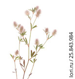 Клевер пашенный, Trifolium arvense, изолированно на белом. Стоковое фото, фотограф Tamara Kulikova / Фотобанк Лори